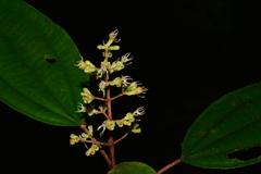 Miconia