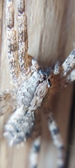Acanthoctenus