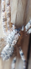 Acanthoctenus