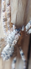 Acanthoctenus