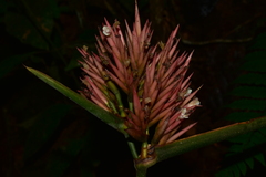 Marantaceae