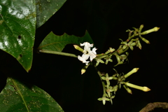 Rubiaceae