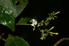 Rubiaceae