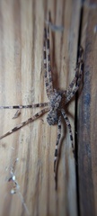 Acanthoctenus