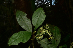 Rubiaceae