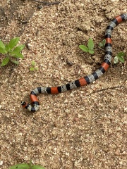 Micrurus brasiliensis