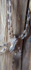 Acanthoctenus