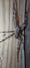 Acanthoctenus