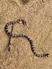 Micrurus brasiliensis