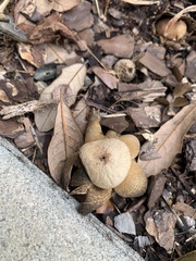 Astraeus hygrometricus