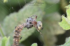 Larinioides cornutus