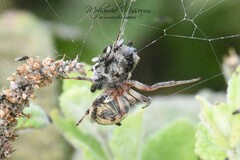 Larinioides cornutus