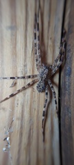Acanthoctenus