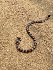 Micrurus brasiliensis