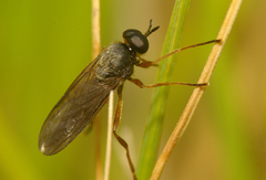 Inopus rubriceps