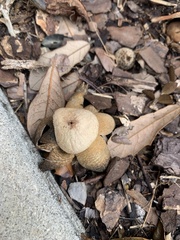 Astraeus hygrometricus