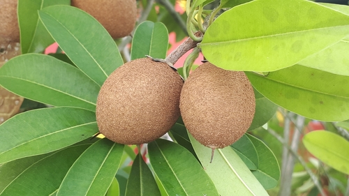 Manilkara zapota