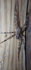 Acanthoctenus
