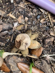 Astraeus hygrometricus