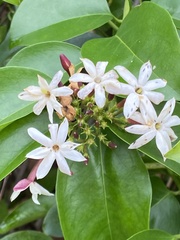 Jasminum