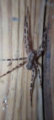 Acanthoctenus