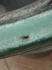 Cylas formicarius