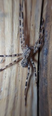 Acanthoctenus