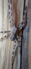 Acanthoctenus
