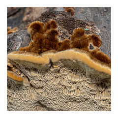 Coriolopsis gallica