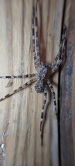 Acanthoctenus