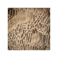 Coriolopsis gallica
