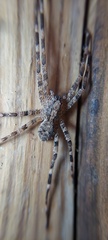 Acanthoctenus