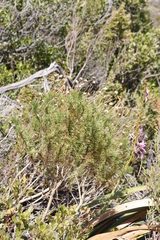 Euryops abrotanifolius