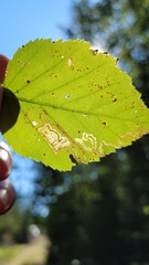 Stigmella