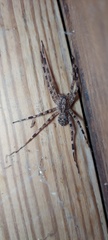 Acanthoctenus