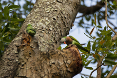 Psittacula alexandri