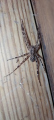 Acanthoctenus