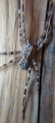 Acanthoctenus