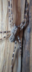 Acanthoctenus