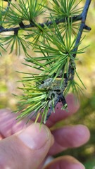 Pristiphora erichsonii