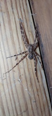 Acanthoctenus