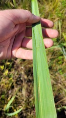 Cerodontha thompsoni