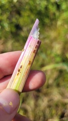 Cerodontha thompsoni