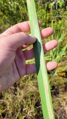 Cerodontha thompsoni