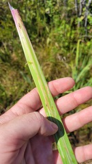 Cerodontha thompsoni