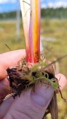 Cerodontha thompsoni