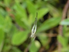 Tetragnathidae