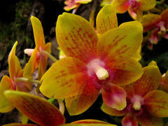 Phalaenopsis