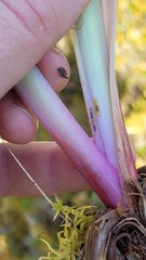 Cerodontha thompsoni