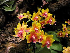 Phalaenopsis